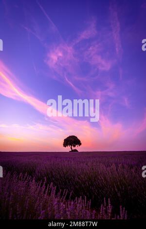 Ein Baum bei Sonnenuntergang in einem Lavendelfeld mit violettem Himmel, natürliche Landschaft, Brihuega. Guadalajara Stockfoto