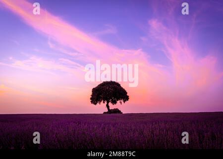 Ein Baum bei Sonnenuntergang in einem Lavendelfeld mit violettem Himmel, natürliche Landschaft, Brihuega. Guadalajara Stockfoto