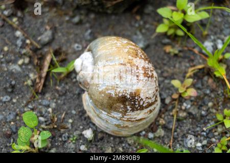 Leere Muschel inmitten des Grases in der Wildnis aus nächster Nähe Stockfoto