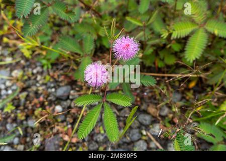 Mimosa pudica Blume oder putri malu in indonesien sieht sehr schön zwischen den Blättern und Dornen aus. Am Morgen blühen wunderschöne Blüten unter den Büschen Stockfoto