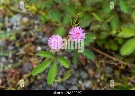 Mimosa pudica Blume oder putri malu in indonesien sieht sehr schön zwischen den Blättern und Dornen aus. Am Morgen blühen wunderschöne Blüten unter den Büschen Stockfoto