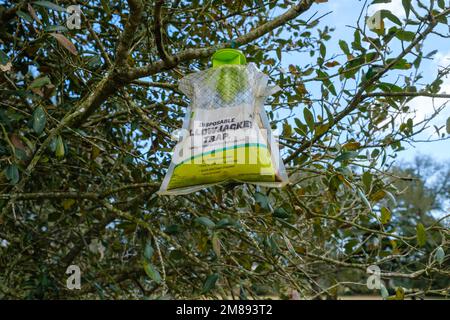 NEW ORLEANS, LA, USA - 11. JANUAR 2023: Einweg-Yellowjacke-Falle, die im Audubon Park an einem Baum hängt Stockfoto