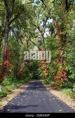 Wayne, Illinois, USA. Die Schönheit und Farbe der Herbstsaison, die sich auf einem Pfad in einem geschützten Waldschutzgebiet im Nordosten von Illinois abspielt. Stockfoto