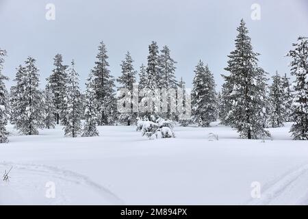 Winter Snowy Landscape, Nordfinnland Stockfoto