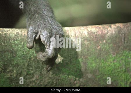 Die Hand eines Sulawesi-Schwarzkammmakaken (Macaca nigra), ein Alpha-Mann, im Naturschutzgebiet Tangkoko, Nord-Sulawesi, Indonesien. Ihr Zeigefinger ist verloren, von Wilderersnare gestolpert. Stockfoto