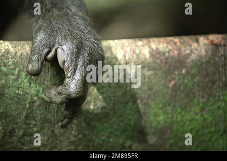 Die Hand eines Sulawesi-Schwarzkammmakaken (Macaca nigra), ein Alpha-Mann, im Naturschutzgebiet Tangkoko, Nord-Sulawesi, Indonesien. Ihr Zeigefinger ist verloren, von Wilderersnare gestolpert. Stockfoto