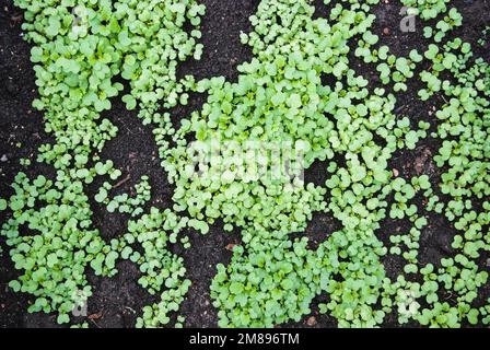 Sinapis alba Setzlinge im Gartenbeet, Senfpflanzen Gründünger, natürlicher Dünger Stockfoto