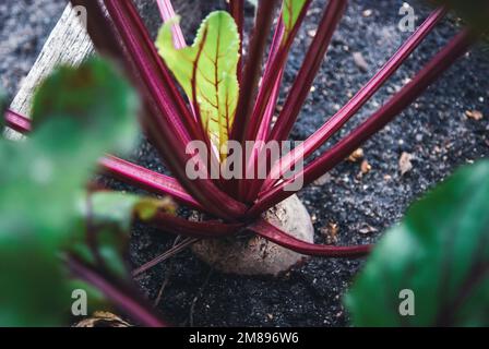 Rote Bete im organischen Gemüsegarten des Bauernhofs Stockfoto