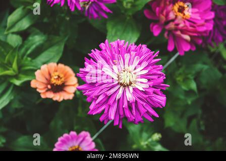 Zinnia pinkfarbene Blüten im Garten, blühende Zinnien-Nahaufnahme Stockfoto