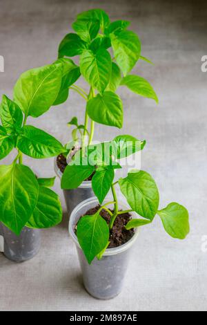 In einem Plastikbecher wachsen junge Paprika-Setzlinge. Stockfoto