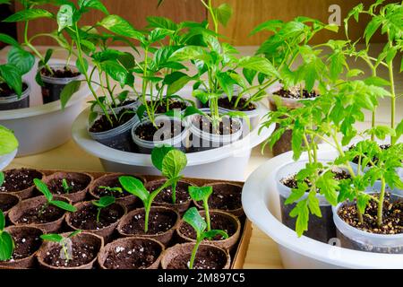 Zu Hause werden Gemüsepflanzen in Töpfen angebaut. Stockfoto