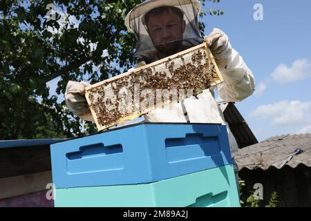 Bienenzüchter in Uniform stehend, der Honigbienenrahmen in der Nähe des Bienenstocks hält. Stockfoto