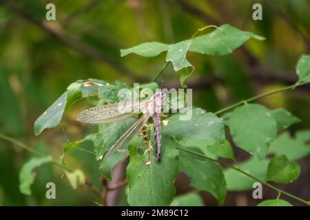 Distoleon tetragrammicus, eine Antlionenart der Neuropterenfamilie Myrmeleontidae. Erwachsener Antlion Lacewing, Ameise Löwe, nah beieinander Stockfoto