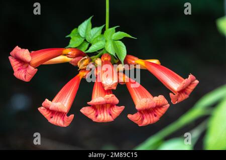 Rote Blüten von Campsis grandiflora entlang der Straße in Blüte im Sommer auf dunklem Hintergrund. Campsis grandiflora, allgemein bekannt als die Chinesen Stockfoto