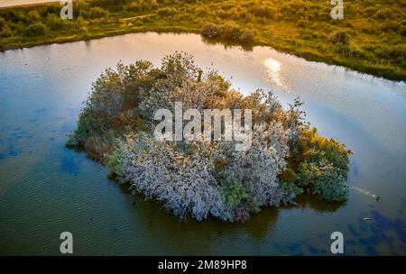 Eine Drohnenaufnahme der Pflanzen und Bäume, die an einem sonnigen Tag in Rumänien auf einer Insel im Fluss Olt wachsen Stockfoto