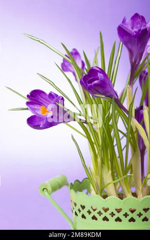 Krokusse Frühlingsblumen auf blauem Hintergrund Stockfoto