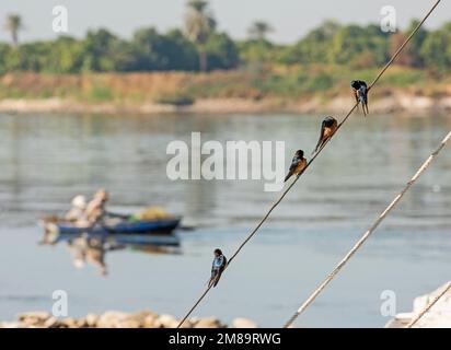 Rotbrustschwalbe Cecropis semirufa hoch oben auf einem Seil aus Segelboot mit Fluss im Hintergrund Stockfoto