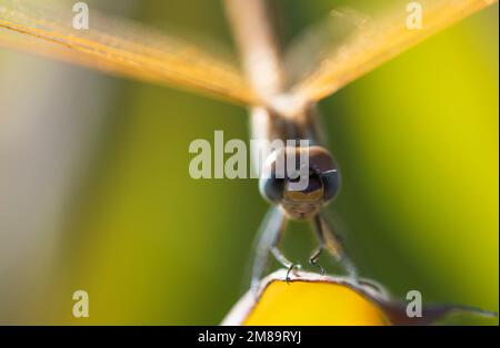 Nahaufnahme Makro Detail der wandernden Segelfliege Pantala flavescens auf Pflanzenstamm über Gras im Garten Stockfoto