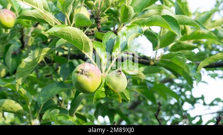 Grüne Äpfel auf einem Ast, umgeben von Laub. Sonniger Tag, grünes Laub, Nahaufnahme. Stockfoto