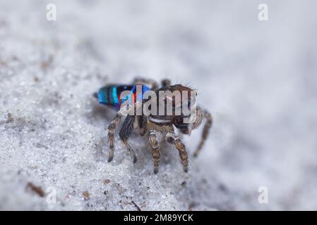 Männlicher Maratus karrie auf weißem Quarzsand Stockfoto