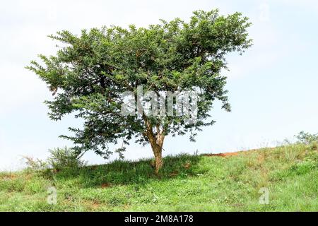 Akazienbaum allein oder allein auf einem Hügel in Südafrika, ein typischer Baum des regionalen Konzepts Natur Hintergrund Stockfoto