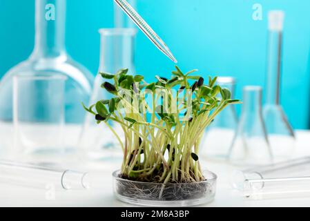 Sonnenblumenmikrogreens in einer Petrischale vor dem Hintergrund vieler chemischer Kolben. Untersuchung der nützlichen Eigenschaften von Mikrogrün. Wachstum und Stockfoto