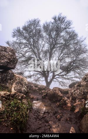 Ahornbaum im Nebel zwischen den Felsformationen Torcal de Antequera, Malaga, Spanien Stockfoto