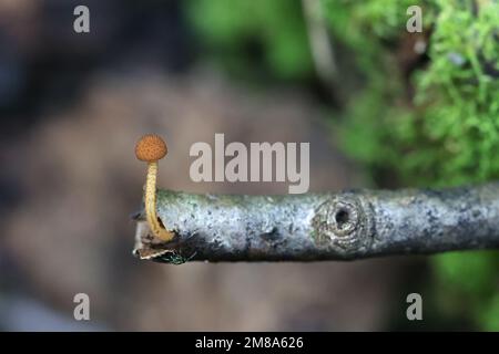 Flammulaster muricatus, ein finnischer Pilz, kein gebräuchlicher englischer Name Stockfoto