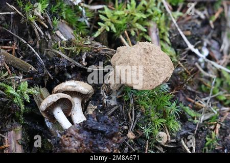 Asterophora lycoperdoides, gemeinhin als pulverförmiger Huckepack oder pulverförmiger Rückwurfpilz bekannt, wilder parasitärer Pilz, der auf einem Brittlegill-Pilz in Finnland wächst Stockfoto