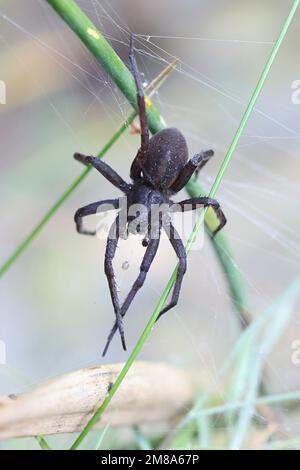 Dolomedes plantarius, allgemein bekannt als große Floßspinne oder Fenfloßspinne, weibliches Wächternest Stockfoto