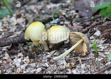 Bolbitius titubans, auch als Bolbitius vitellinus bekannt, die gemeinhin als Gelb Fieldcap oder Eigelb, Fieldcap Wild Mushroom aus Finnland Stockfoto