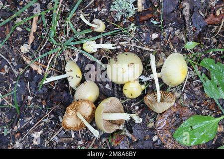 Bolbitius titubans, auch als Bolbitius vitellinus bekannt, die gemeinhin als Gelb Fieldcap oder Eigelb, Fieldcap Wild Mushroom aus Finnland Stockfoto