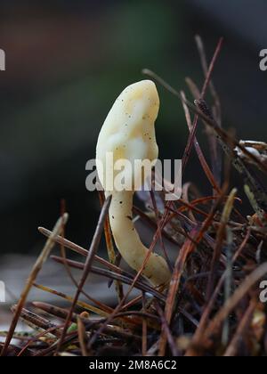 Spathularia flavida, allgemein bekannt als die gelbe Erdzunge, der gelbe Fächer oder der Feenfan. Wilder Pilz aus Finnland Stockfoto