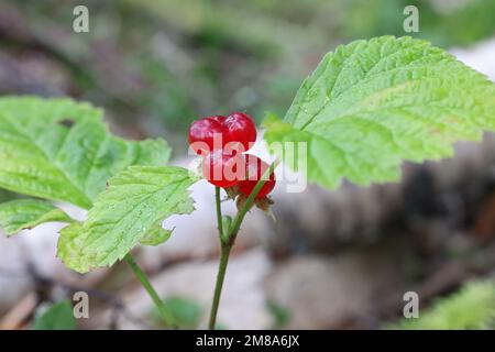 Stone Bramble, Rubus saxatilis, essbare Beerenpflanze aus Finnland Stockfoto