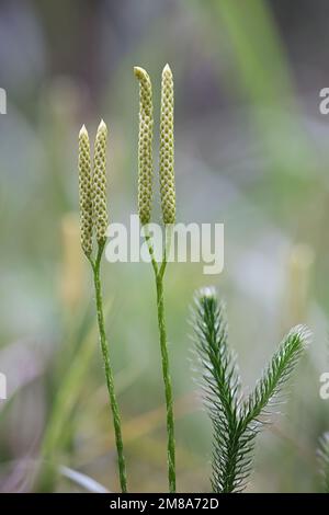 Klubmoos, Lycopodium clavatum, auch bekannt als Hirschhornmoos, laufendes Klubmoss oder gemahlene Kiefer, Wildpflanze aus Finnland Stockfoto