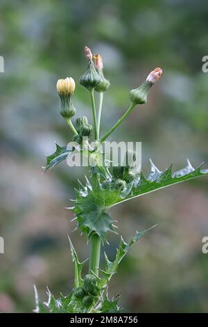 Spiny Milk Distle, Sonchus asper, auch bekannt als Prickly Sau-Distle oder Spiny Sau Distle, Wildblütenpflanze aus Finnland Stockfoto