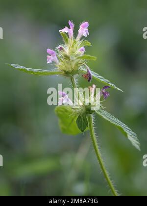 Bifid Hanfnessel, Galeopsis bifida, Wildblütenpflanze aus Finnland Stockfoto