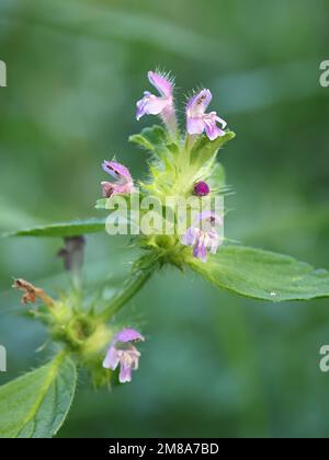 Bifid Hanfnessel, Galeopsis bifida, Wildblütenpflanze aus Finnland Stockfoto