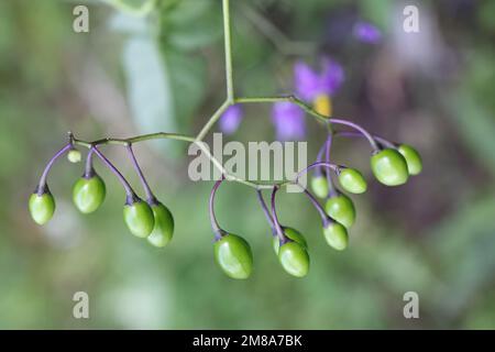 Bittersüß, Solanum dulcamara, auch bekannt als Blaues Blattweed oder Bitter Nightshade, wilde giftige Beerenpflanze aus Finnland Stockfoto