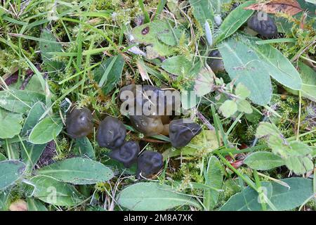 Leotia Gleitmittel, gemeinhin als Gelee-Baby oder Gelee-Baby bekannt, Wildpilz aus Finnland Stockfoto