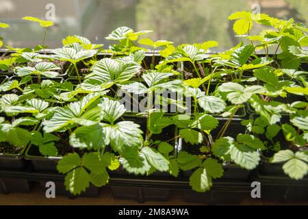 Bushes with green leaves of strawberries in pots. Strawberry seedling in black plastic pot. Growing seedlings on the windowsill at home. Seasonal work Stock Photo