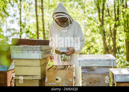 Imker untersucht seine Bienenstöcke im Wald. Beruf in der Bienenzucht. Stockfoto