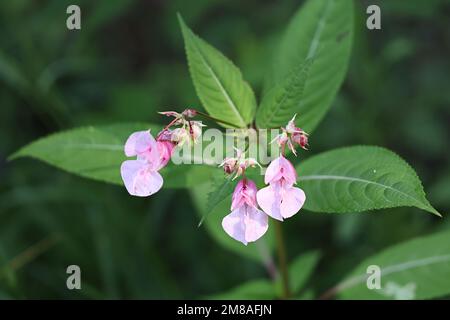 Impatiens glandulifera, bekannt als Himalaya-Balsam, invasive schädliche Wildpflanze Stockfoto