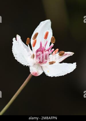 Blühender Rausch, Butomus umbellatus, auch bekannt als Grasrausch oder Wassergladiolus, wilde Wasserpflanze aus Finnland Stockfoto