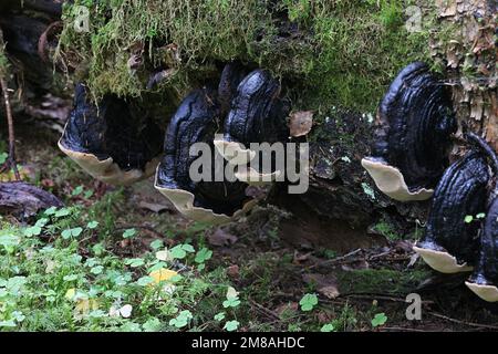 Phellinus lundellii, auch bekannt als Birkenborstenklammer, Wildpilz aus Finnland Stockfoto