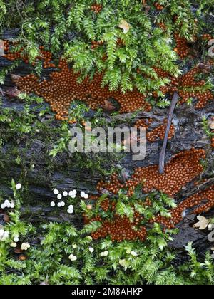 Orangefarbene Trichia scabra und weiße Trichia varia, zwei schleimige Schimmelarten, die auf verwesendem Holz Sporangien entwickeln Stockfoto