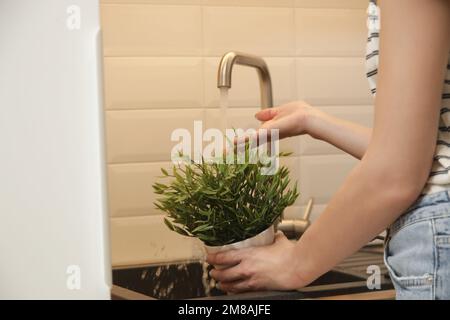 Nahaufnahme einer Frau, die ihre Zimmerpflanze unter fließendem Wasser in der Küchenspüle wäscht Stockfoto