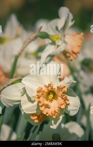 Narzissen, wunderschöne Frühlingsblumen im Blumengarten Keukenhof in den Niederlanden Stockfoto