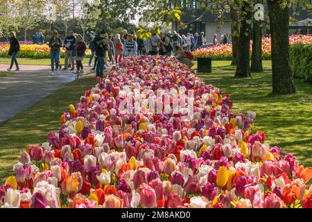 Wunderschönes Blumenbeet aus Tulpen im Blumengarten Keukenhof in den Niederlanden Stockfoto