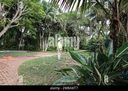 Montecito, Kalifornien, USA 12. Januar 2023. Ein gefallener Baum und eine Mülltonne, mit einem Arbeiter im Hintergrund, im Four Seasons Biltmore Hotel and Resort: Als Sicherheitsmaßnahme Fällen Baumschneider alle anderen riesigen Eukalyptusbäume auf dem Grundstück, nachdem einer auf dem Luxusresort und über die Olive Mill Road gestürzt ist. (Kreditbild: © Amy Katz/ZUMA Press Wire) NUR REDAKTIONELLE VERWENDUNG! Nicht für den kommerziellen GEBRAUCH! Stockfoto